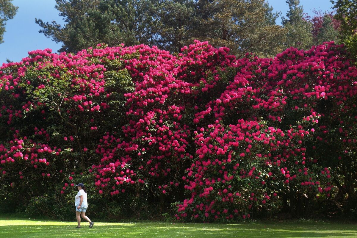 A bloom of Rhodendron Bushes in the gardens of Muckross House, Killarney.