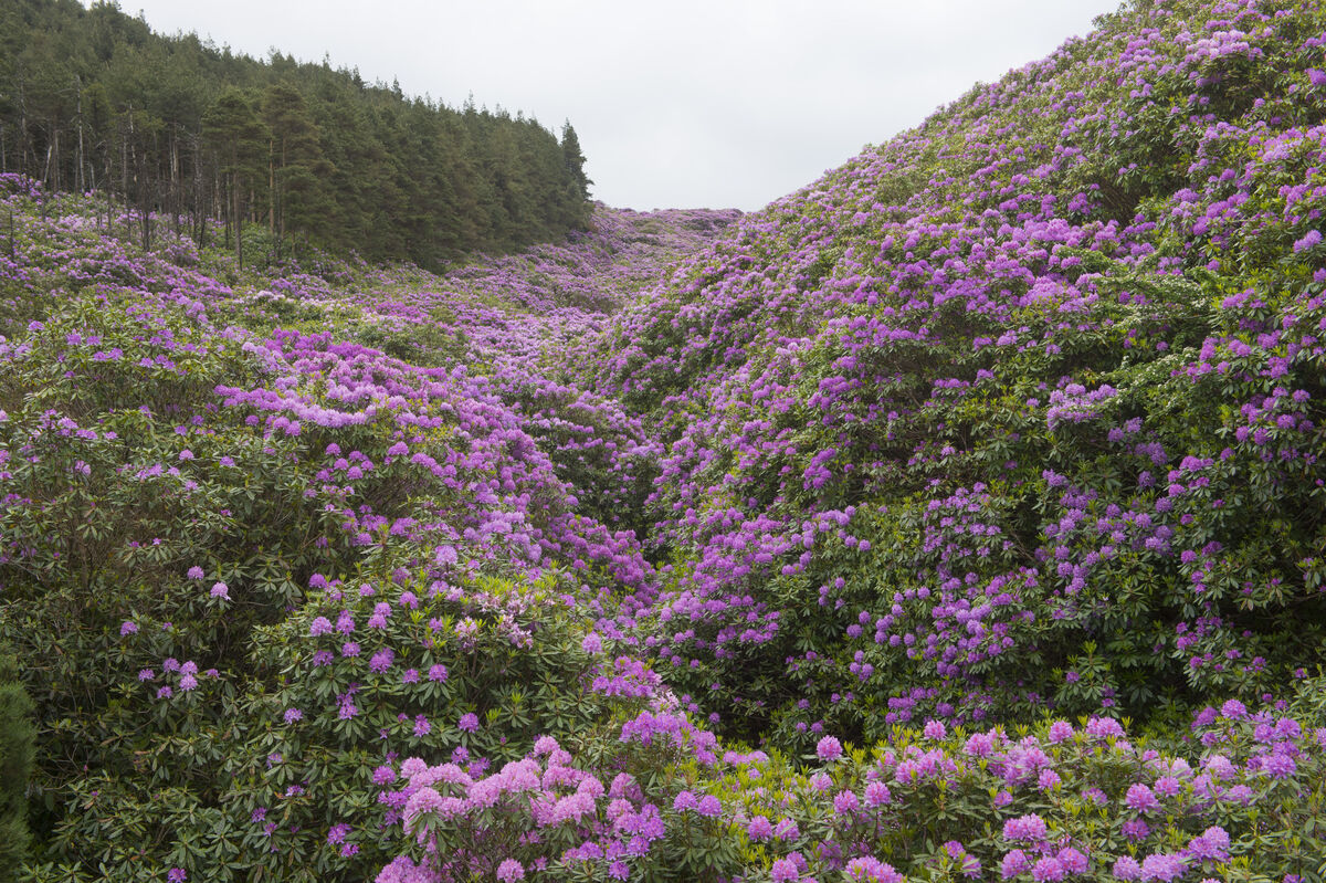 The Vee in the Knockmealdown mountains covered in rhododendrons. 