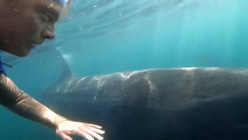 Watch the video below where Clean Coasts officer Ray Foley recounts his experience swimming with basking sharks. #CleanCoasts #ireland #BaskingSharks #MarineWildlife