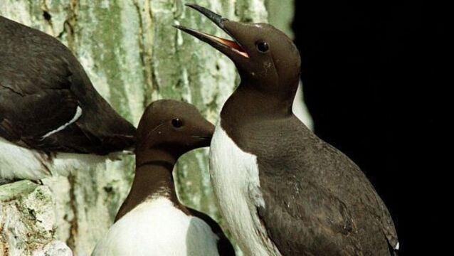 Pollution fears as 'a dozen birds' wash up on British beaches