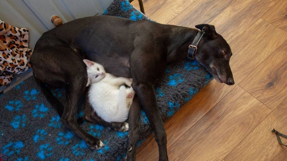 Owner astounded as she catches kitten suckling from dog