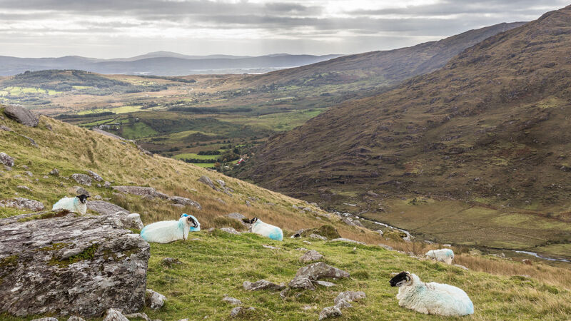 Minister for Agriculture: ‘5% cut to CAP budget reversed’