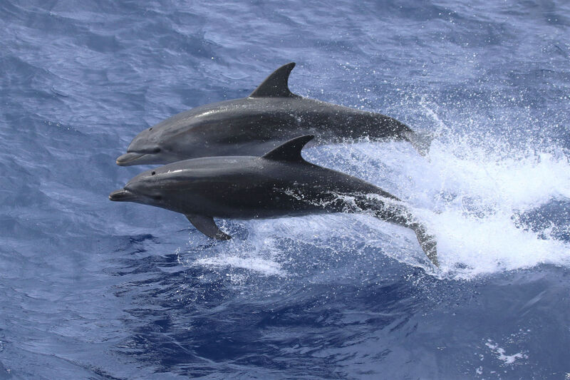 Undated handout photo issued by the RSPB of Bottlenose dolphins in the waters around Tristan da Cunha, a remote UK Overseas Territory in the Atlantic Ocean. Picture: Andy Schofield/RSPB/PA Wire