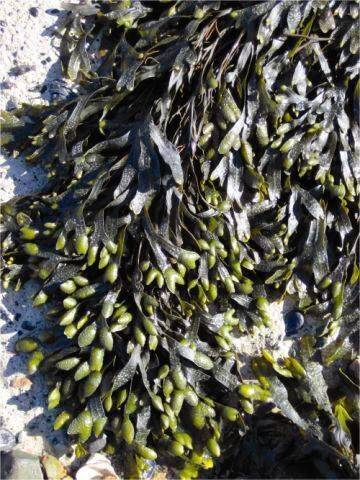 Fucus, or badderwrack, is a great source of fibre.