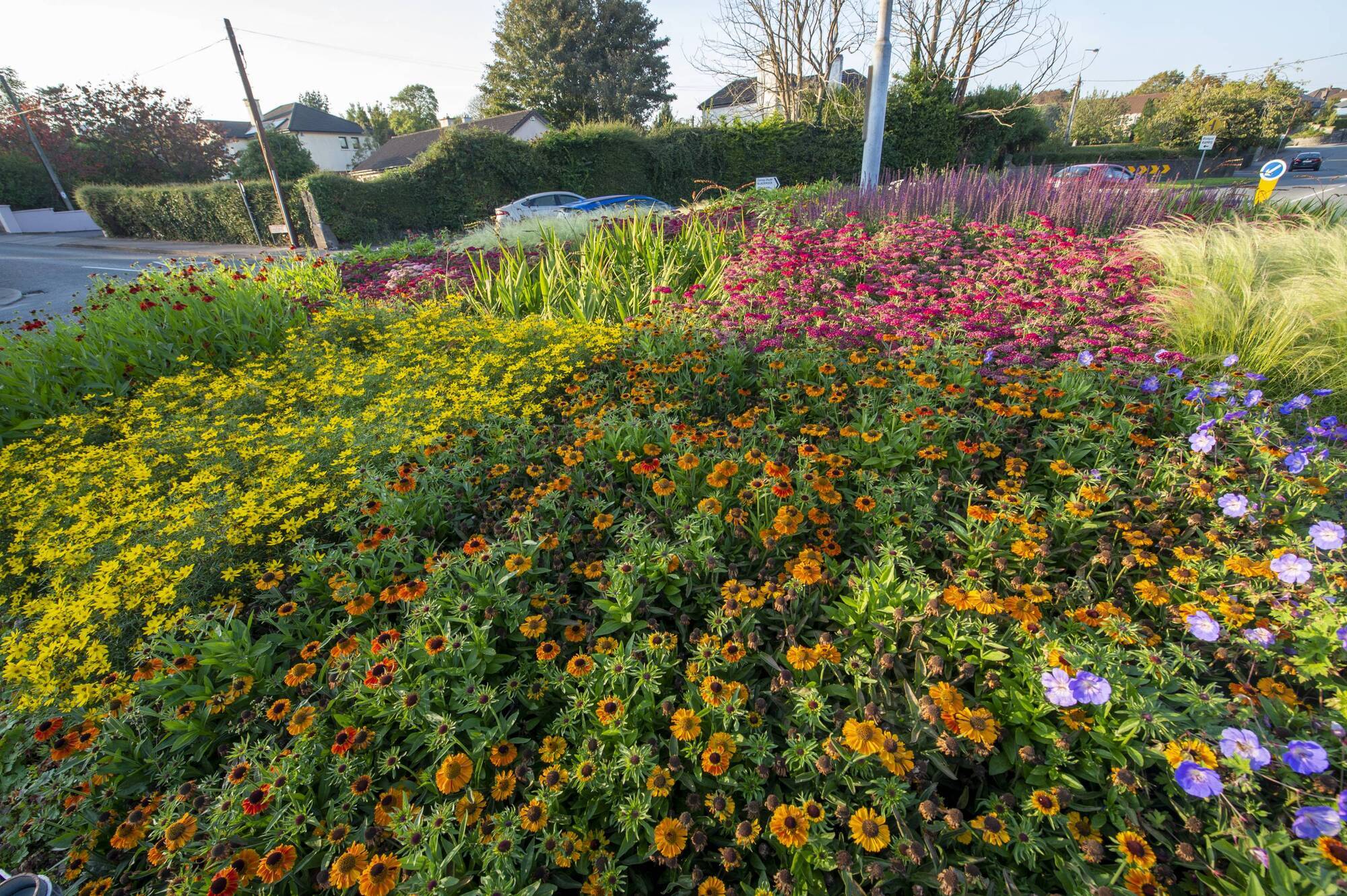 How can I use Cork roundabout plant design in my own garden?