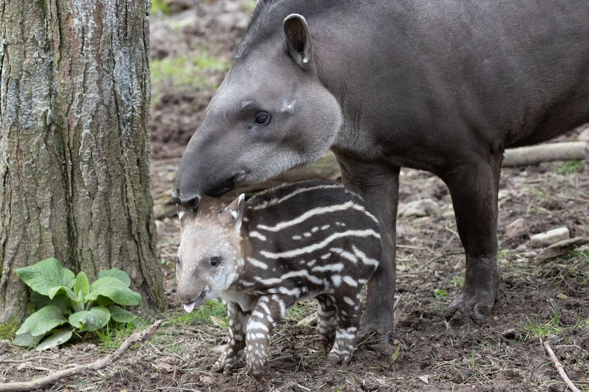 Tapirs, such as this Brazilian one born in Fota Wildlife Park in Cork last year, are generally docile.
