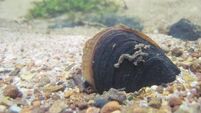 Blackwater upgrade to help protect pearl mussel in Cork
