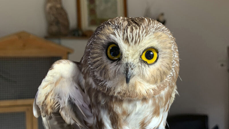 Owl rescued from New York Christmas tree could take flight soon Owl rescued from New York Christmas tree could take flight soon