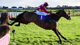 <p>Minella Indo can prove a class apart in the Grade 2 Chase at Navan on Sunday. Picture: Healy Racing</p>