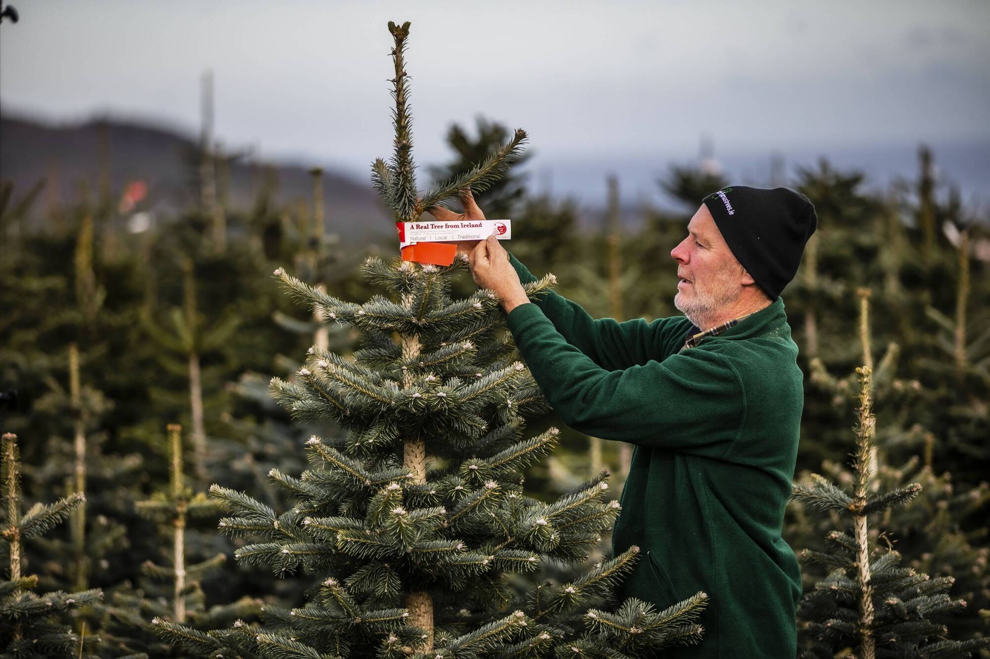 Garda checkpoints and air support to target Christmas tree thieves