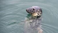 Beheaded seals discovered on Kerry beach