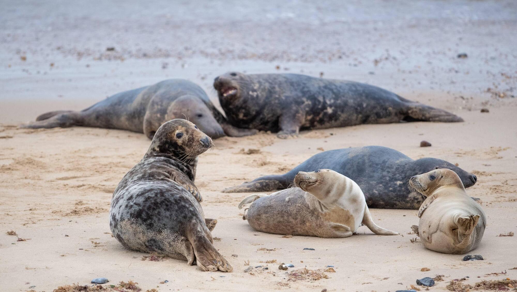 ‘It would be nice not to be villainised for once’: Investigation finds no other headless seals in Kerry