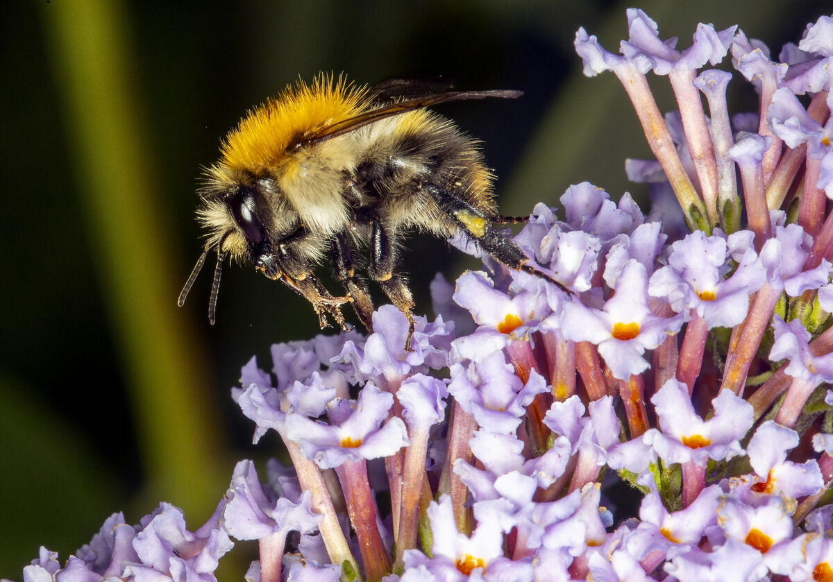 There are plans to reverse the worrying decline in pollinators such as bees. There are plans to reverse the worrying decline in pollinators such as bees.