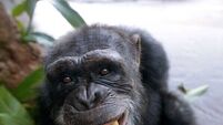 Legal fight to give chimps rights