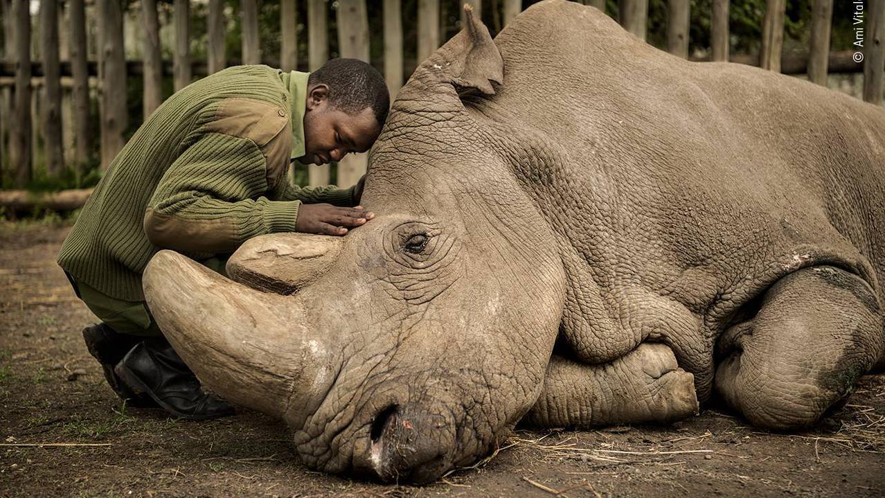 The Last Goodbye, Ami Vitale: Joseph Wachira comforts Sudan, the last male northern white rhino left on the planet, moments before he passed away at Ol Pejeta Wildlife Conservancy in northern Kenya. Suffering from age-related complications, he died surrounded by the people who had cared for him. 