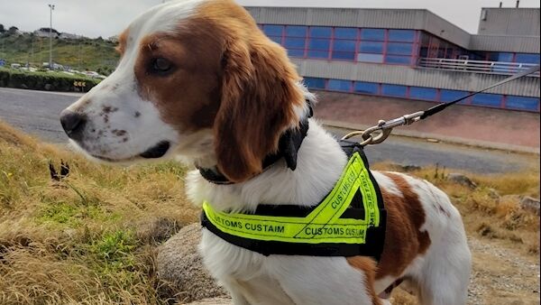 Revenue detector dog Gus