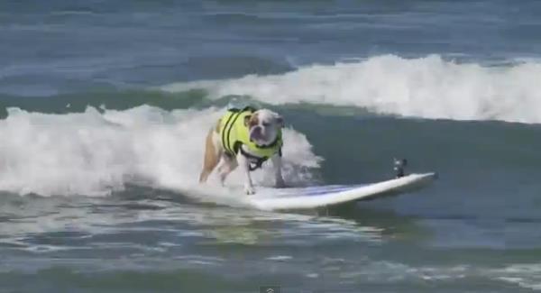 Surfers battle it out for top dog title