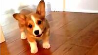 The corgi puppy and the scary spoon