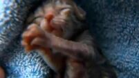 VIDEO: Rare two-faced kitten born in Oregon