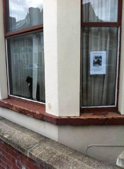 Lost cat of the day