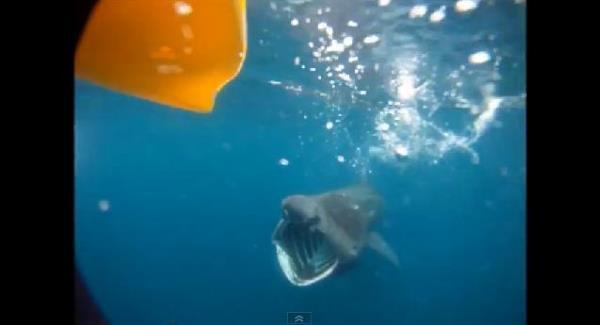 Watch a basking shark chase down Donegal kayaker