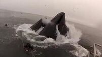 Divers almost swallowed by feeding humpbacks