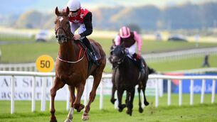 <p>Irish Cesarewitch winner Cape Gentleman can make a winning start over hurdles. Picture: Healy Racing.</p>