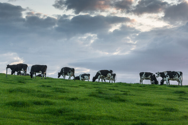 In 2019, the UK was 86% self-sufficient for beef. The major exporter of beef to the UK is Ireland.