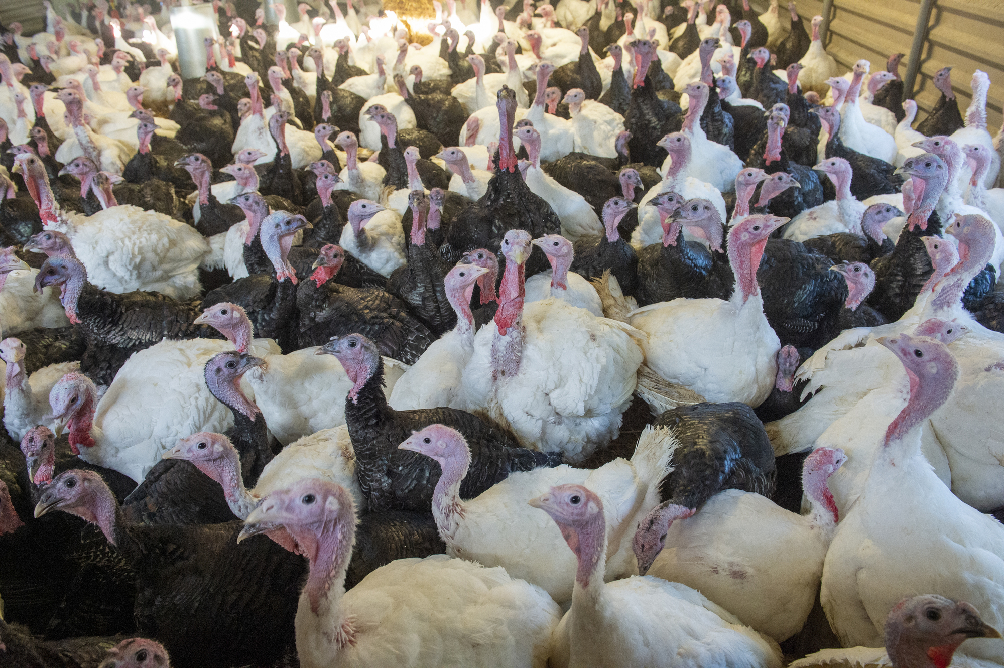 Flock of turkeys in south Wicklow culled after bird flu outbreak