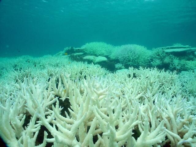 Bleached Staghorn corals on Keppel Island Reef. Scientists have revealed that aerial and underwater surveys of Australia’s UNESCO World Heritage listed Great Barrier Reef show 93% of it has been bleached to some extent. Picture: Julie Jones Bleached Staghorn corals on Keppel Island Reef. Scientists have revealed that aerial and underwater surveys of Australia’s UNESCO World Heritage listed Great Barrier Reef show 93% of it has been bleached to some extent. Picture: Julie Jones