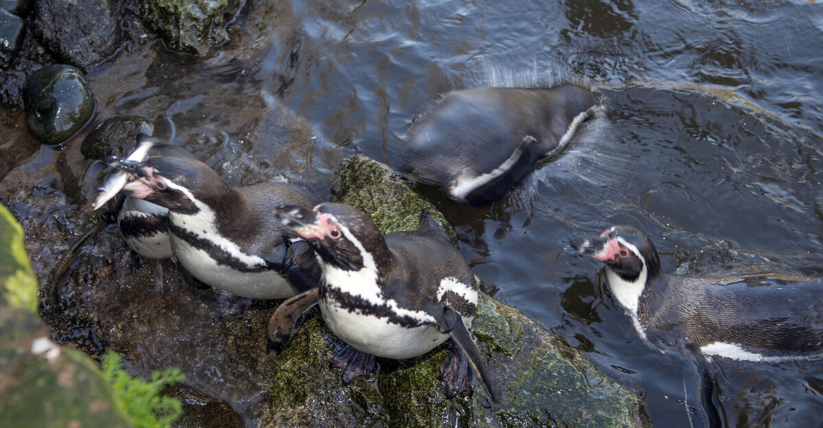 Feeding the penguins at Fota Wildlfie Park with some of the five tons of fish donated by Castletownbere fishermen to feed animals at the park. Picture: Michael Mac Sweeney/Provision Feeding the penguins at Fota Wildlfie Park with some of the five tons of fish donated by Castletownbere fishermen to feed animals at the park. Picture: Michael Mac Sweeney/Provision