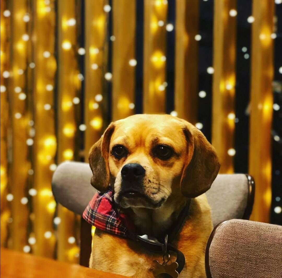 One of the dogs at home.