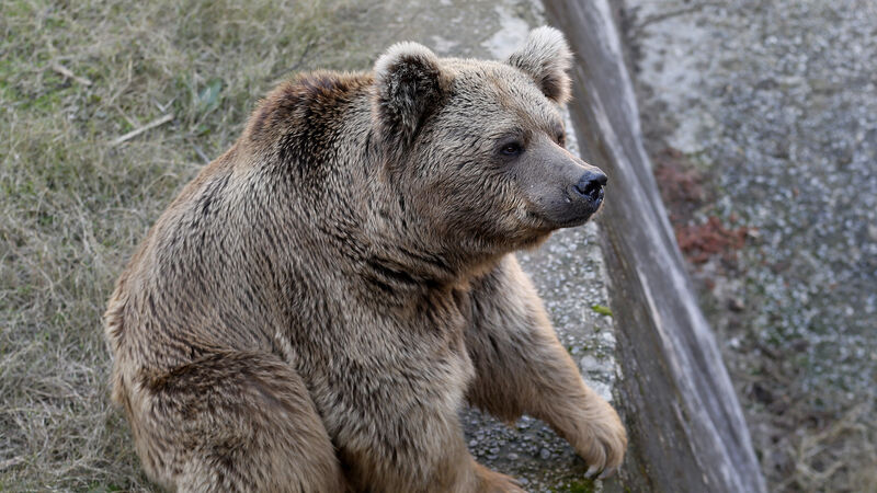 Neglected dancing bears leave notorious Pakistan zoo for new life in Jordan Neglected dancing bears leave notorious Pakistan zoo for new life in Jordan