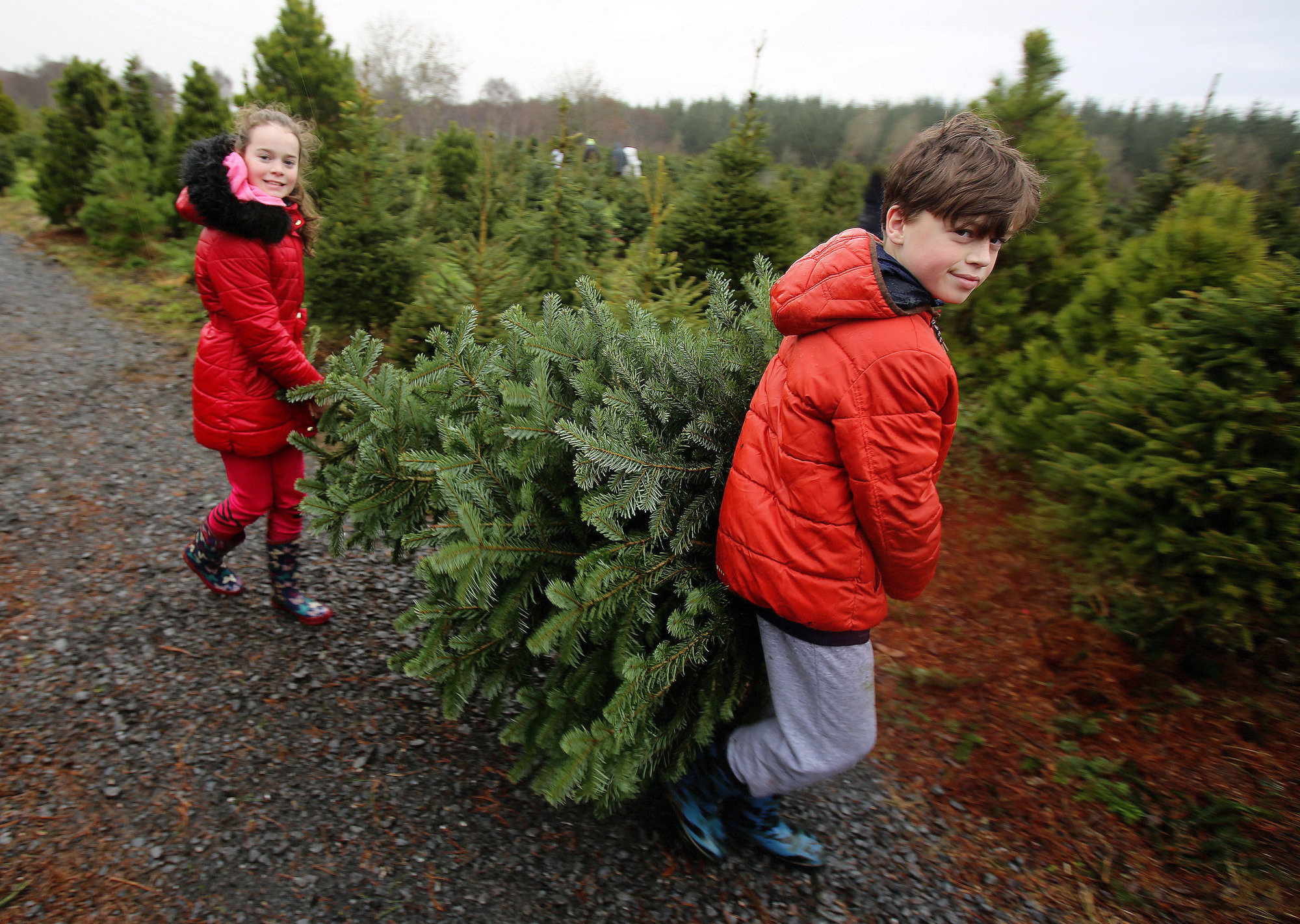 Ethan and Nicole Mitchell from Athenry, Co. Galway pick their own Christmas tree at Galway Christmas tree farm outside Athenry.