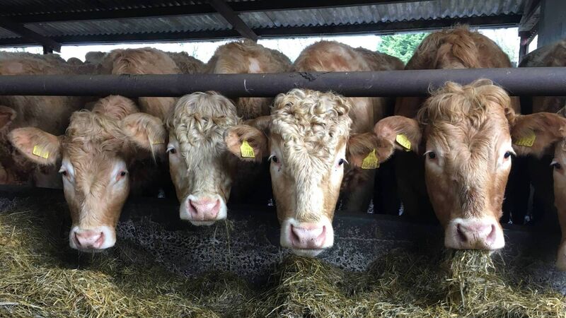 Beware of silage changes causing digestive upsets