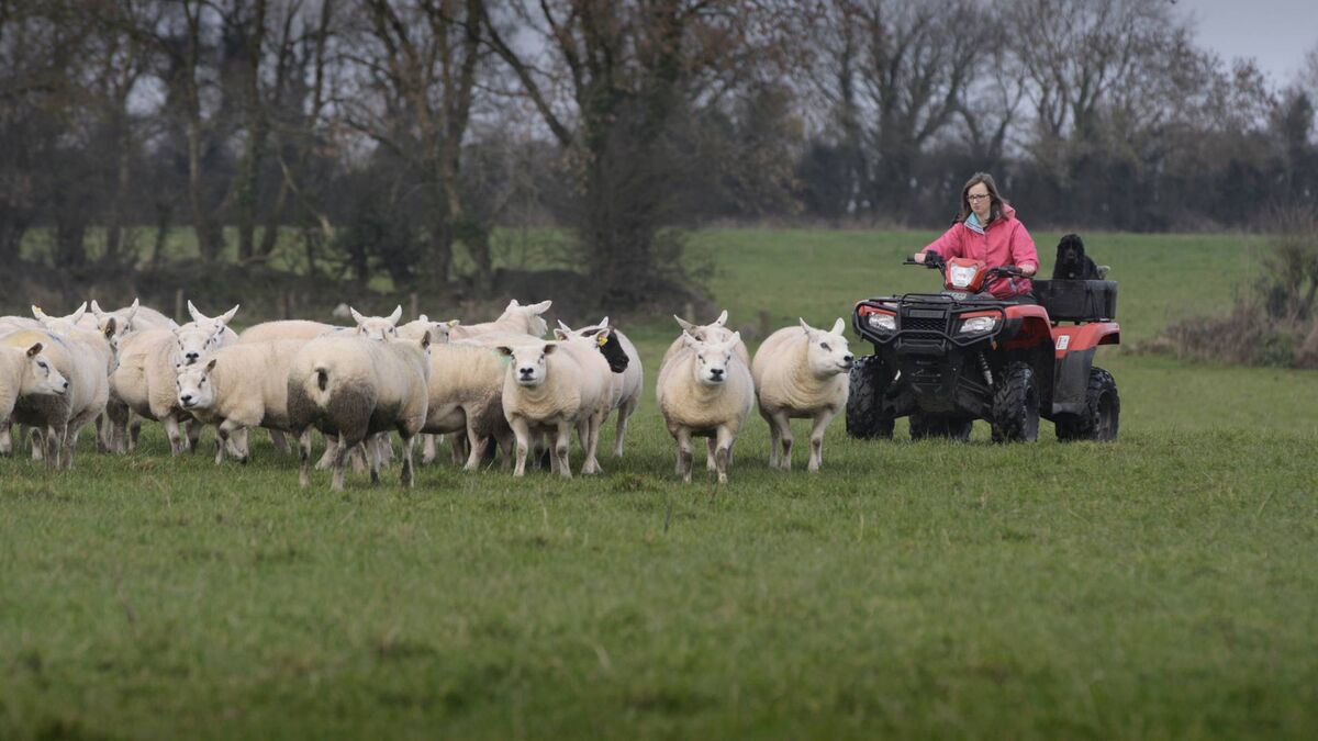 The Cork Nativity: Shepherdess Gillian McCarthy on her farm near Doneraile, Cork