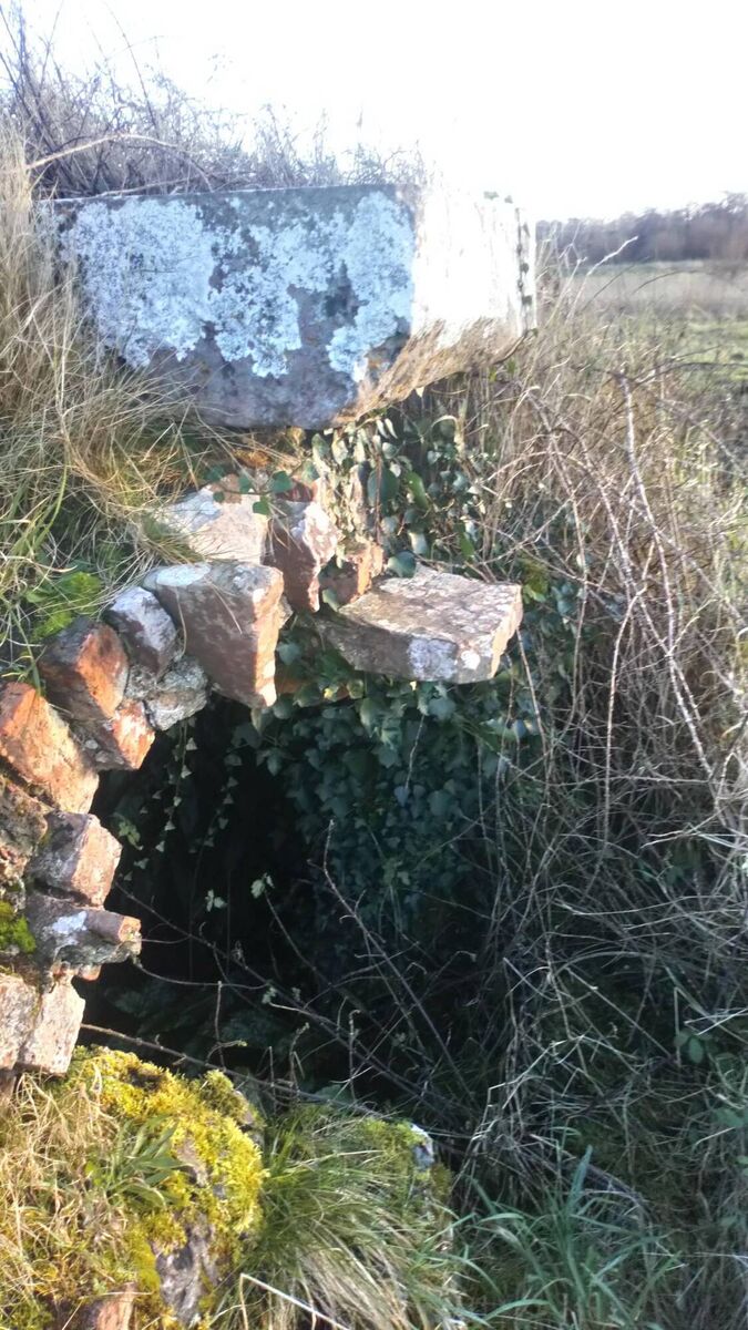 Entrance to ruins of Romanesque church on Inishlosky, Co Clare on the River Shannon. Picture: Dan MacCarthy