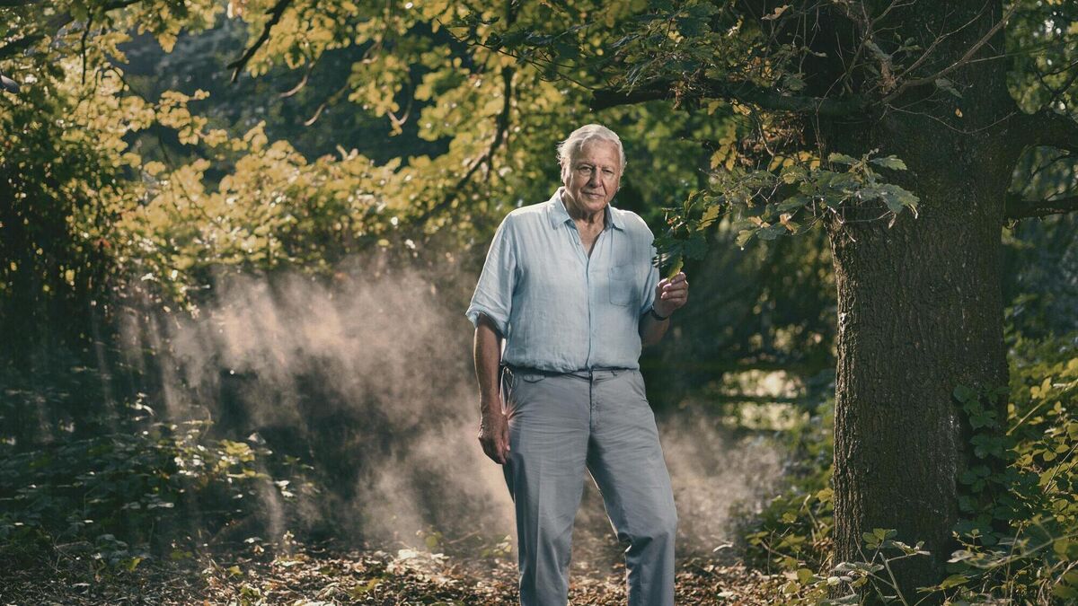David Attenborough to return to BBC with a second series of Dynasties - Vimarsana News
