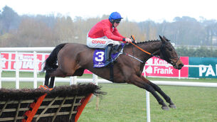 <p>Laqruebuse looks set to get off the mark over fences at Limerick. Picture: Healy Racing</p>
