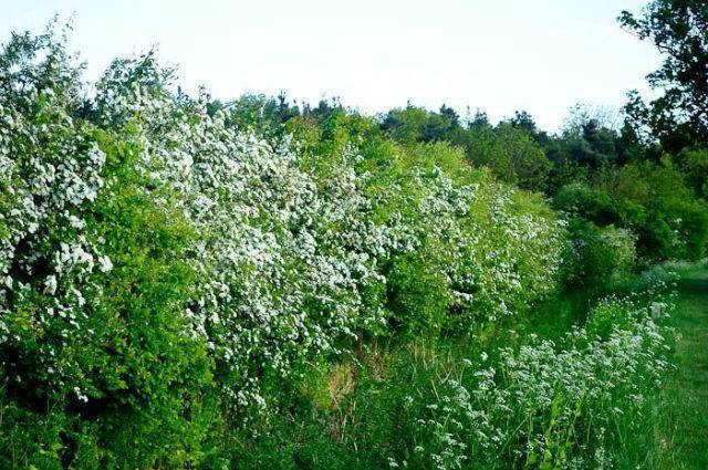 Hedging your bets: Important habitat gives people a sense of place