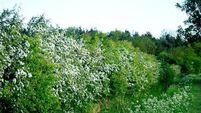 Hedging your bets: Important habitat gives people a sense of place