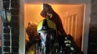 Iguana escapes on firefighter’s helmet in UK after reptile mat starts house blaze