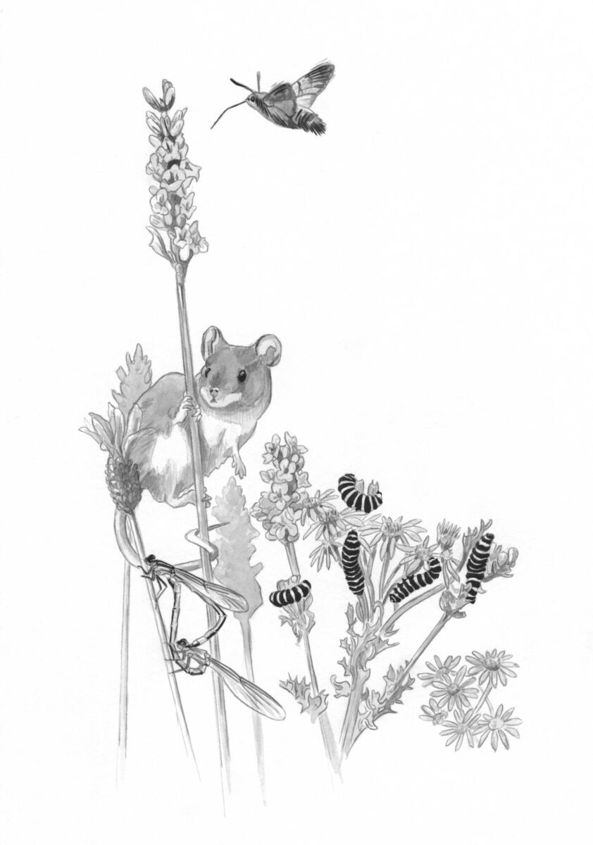 Images such as this one help to give this book an earthy, natural feel. Picture: Robert Vaughan 