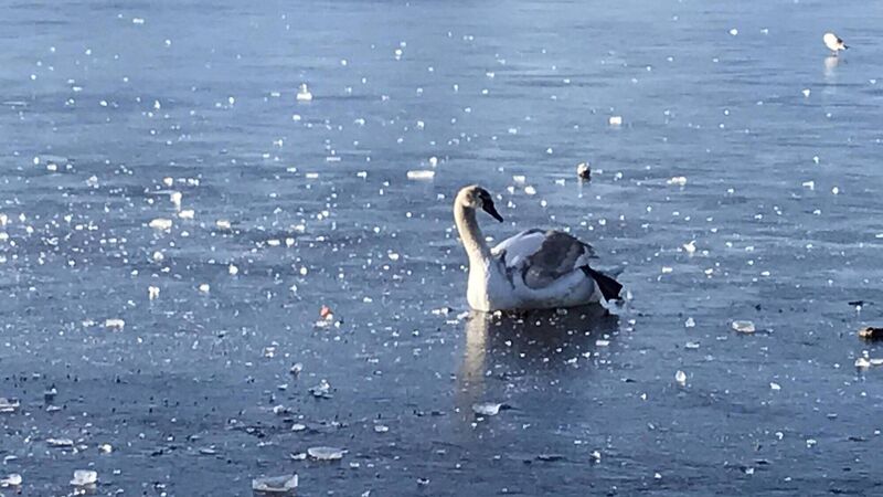 Swan Lake meets Frozen as bird gets trapped in icy Lough