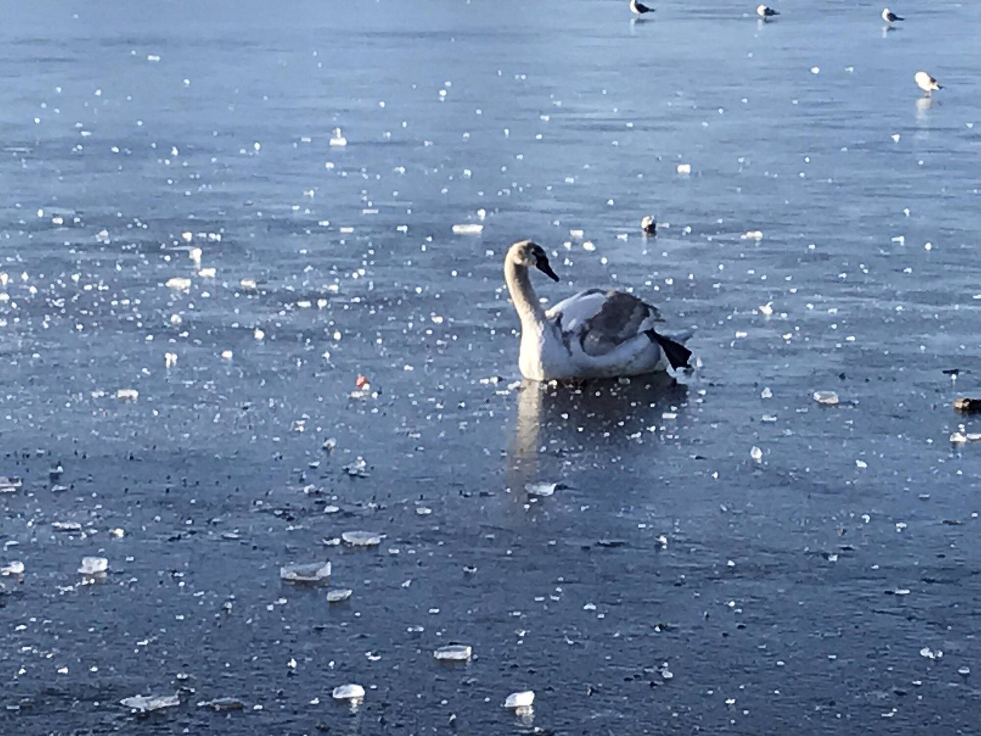 A swan who was trapped in Cork’s frozen Lough. Picture: Adrian O'Mahony/Twitter
