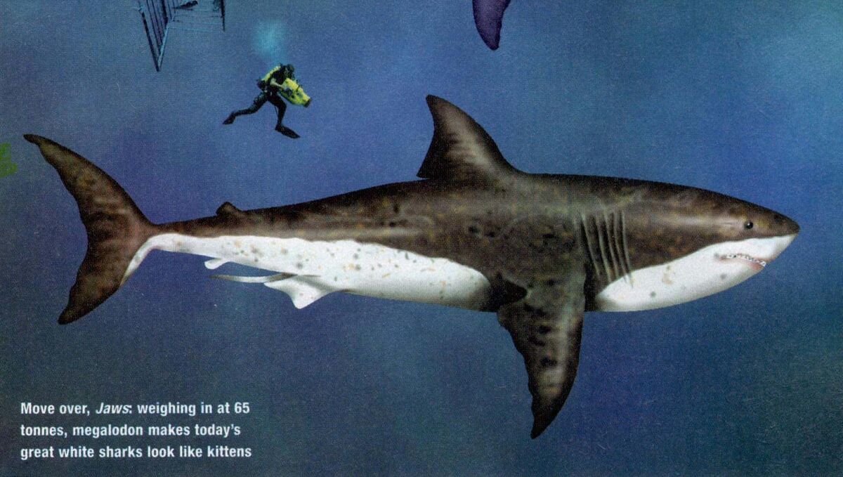 An artist's impression, featured in New Scientist magazine last year, of a Megalodon. Picture: PA