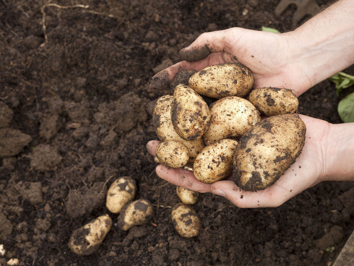 Late blight' is still the biggest threat to Irish potato crop