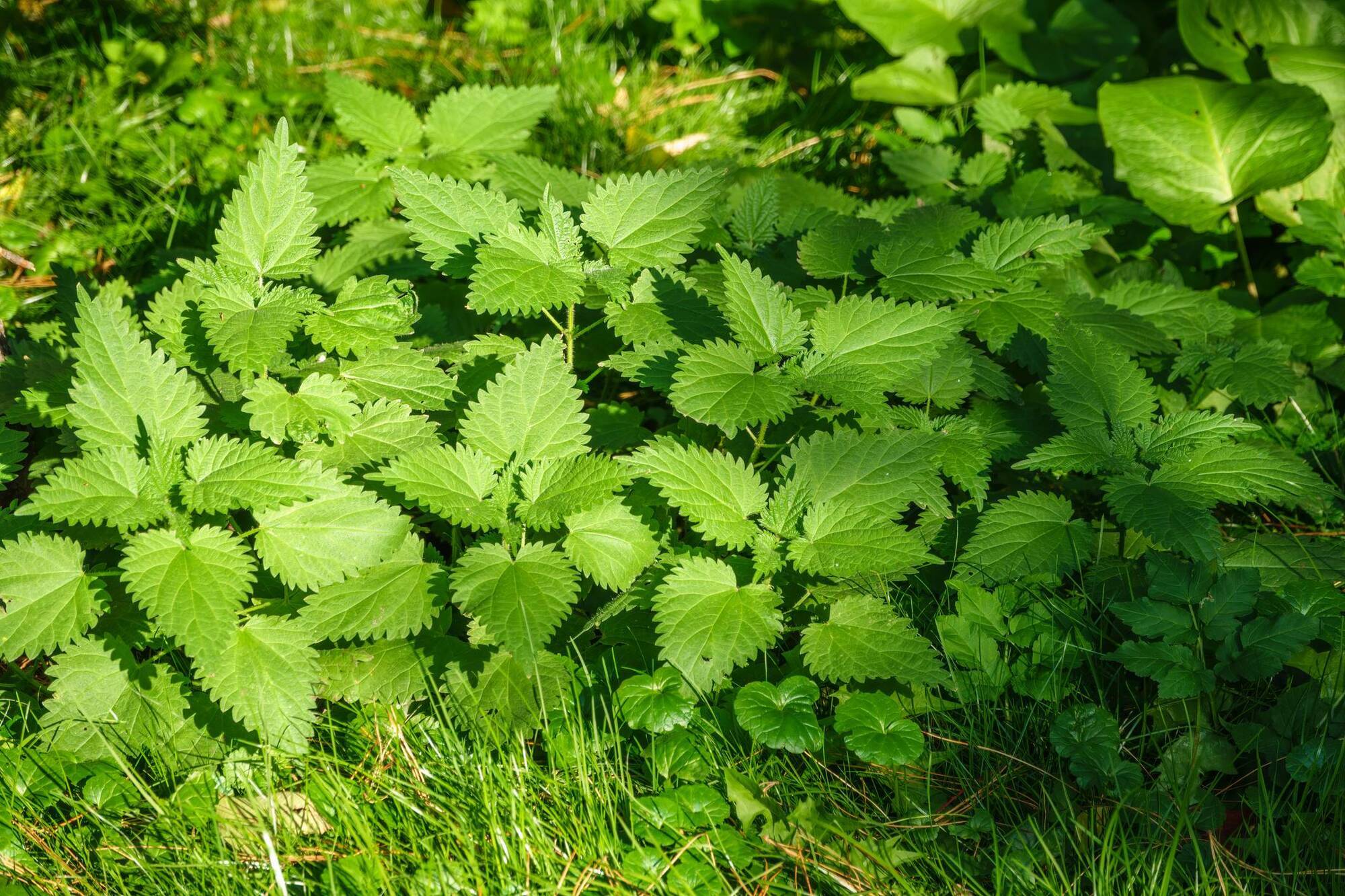 Why we need to rethink Ireland's hated nettle