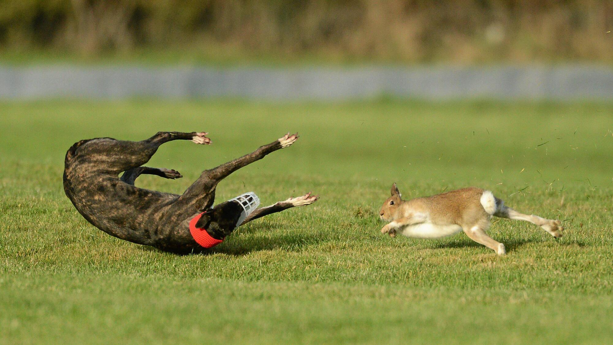 Judge dismisses bid for coursing to resume until Covid challenge is decided