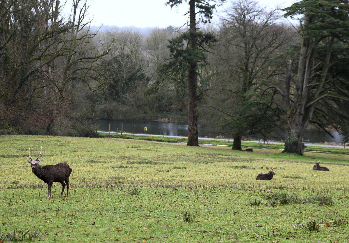 A peaceful setting featuring lovely deer at Doneraile Park, Co Cork. Picture: Denis Minihane A peaceful setting featuring lovely deer at Doneraile Park, Co Cork. Picture: Denis Minihane